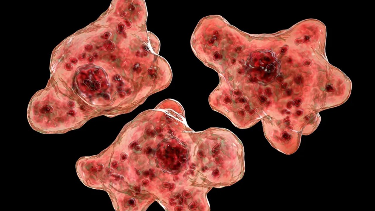 Beyin yiyen amip olarak bilinen naegleria fowleri'nin yayılmaya başlaması korkutuyor