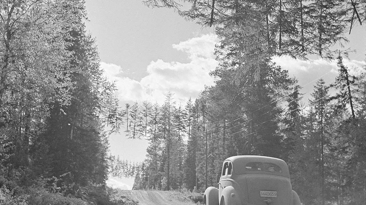 İkinci Dünya Savaşı'ndan kalan bu fotoğraftaki ağaçlar neden "uçuyor?"